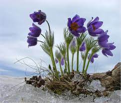 Every Single Person In This World Wants Someone Spring Flowers Purple Flowers Pretty Flowers