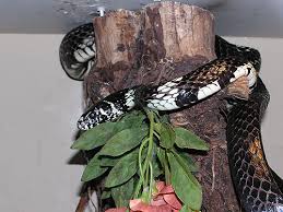 Image result for Spilotes pullatus