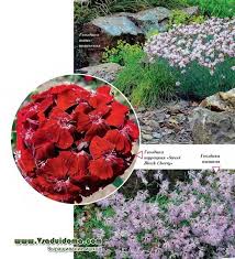 Pinch off the flowers as they become spent to encourage additional blooming. Carnation Photo Types Of Planting And Care A Site About A Garden A Summer Residence And House Plants