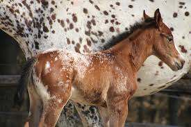 Appaloosa horses for sale