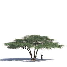 Image result for Acacia tortilis