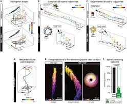 31 may, 2018 developer click on below button link to just shapes and beats free download full pc game. Tubulin Glycylation Controls Axonemal Dynein Activity Flagellar Beat And Male Fertility Science