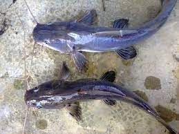 Cara Membedakan Induk Ikan Lele Jantan Dengan Betina Youtube