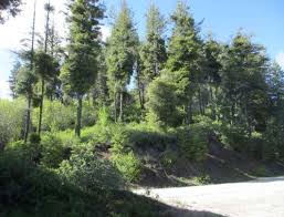 Image result for Englerina concinna