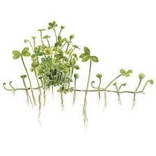 Image result for Marsilea burchellii