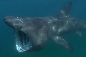 We did not find results for: El Tiburon Peregrino Salta Como El Blanco Ambientum