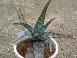 Image result for Aloe christianii