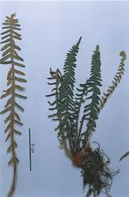 Image result for Pellaea doniana