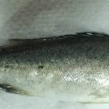 Jade perch are omnivores and can be farmed with a relatively low reliance on wild caught fish for use in fish feed. Pdf Are Omega 3s In Farmed Jade Perch As High As Believed