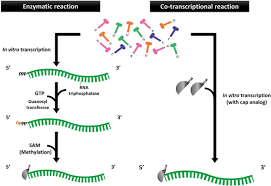 Quick rna synthesis is achieved by simply mixing the four ribonucleotides, cap analog, rna for more information on in vitro transcription systems and mrna synthesis for transfection using. Emergence Of Synthetic Mrna In Vitro Synthesis Of Mrna And Its Applications In Regenerative Medicine Sciencedirect