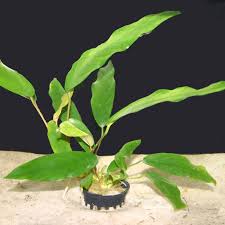 Image result for Humularia minima