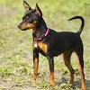 However, if the dog came from a champion bloodline, then the costs could be closer to $2,000 for a show quality pup. Https Encrypted Tbn0 Gstatic Com Images Q Tbn And9gcqrvbkfdk Buwut Eobs24w S6mcp2mnacm8hkuotrcltelwuft Usqp Cau