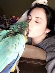 Lost parakeet in Independence, Missouri, near Corner Cafe