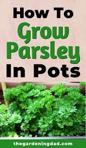 How To Grow Parsley 12 Quick Tips Growing Parsley Growing Herbs Outdoors Container Herb Garden