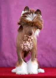 little dog of dream lord chocolate chinese dog chinese crested dog chinese crested puppy