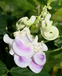 Image result for Vigna reticulata