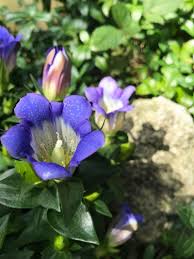 Enzian Blumen Beautiful Flowers Flowers Purple Flowers
