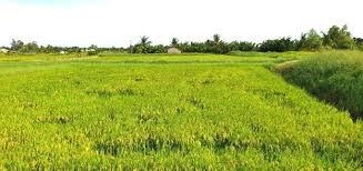 Nâng cao giá trị sản phẩm "lúa gạo hữu cơ Trà Vinh"