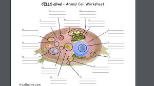 Animal cells are of various sizes and have irregular shapes. Parts Of An Animal Cell Jase Diagram Quizlet