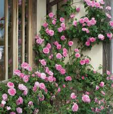 Bunga tercantik dahlia gambar bunga dahlia | pixabay.com Jual Tanaman Pink Climbing Rose Mawar Rambat Pink Bibit Online