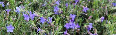 Check spelling or type a new query. Ground Covers At Portland Nursery
