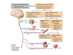 The cns, which comprises the brain and the spinal cord, has to process different types of incoming sensory information. Figure 11 2 Schematic Of Levels Of Organization In The Nervous System Ppt Download