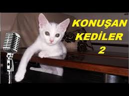 Konusan Kediler 2 En Komik Kedi Videolari Youtube