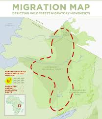 Great Migration Map Discover Africa Safaris