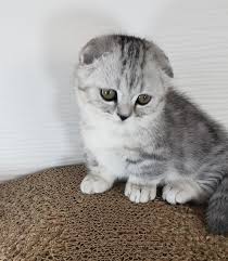 It takes about 4 weeks to tell if their ears are going to fold or not. Scottish Fold Munchkin Kitten For Sale Petfinder