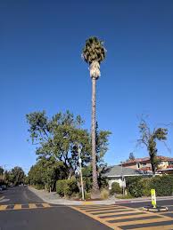 Jan 17, 2018 · palm growth rates queen palm. Answer Why Are Palm Trees So Tall Fia