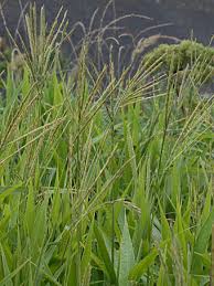 Image result for Phacelurus gabonensis