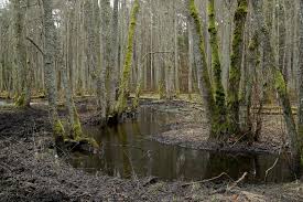 cuts carbon emissions by planting peat bogs