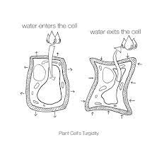 Transpiration is the loss of water from a plant in the form of water vapor. Draw A Diagram That Shows The Force Inside Plant Cells That Allows Plant Stems And Leaves To Stay Rigid And Upright Label Your Diagram Homework Help And Answers Slader
