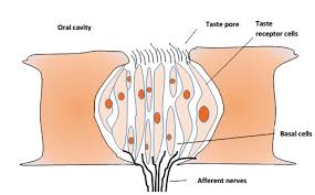 Image result for Taste Sensation