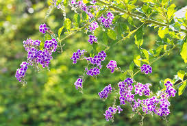 Image result for Duranta erecta