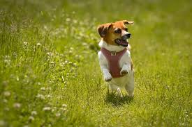 Image result for bígl