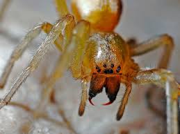 Do wolf spider babies eat their mother? How To Get Rid Of Spider Bites Getridofthings Com