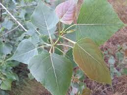 Image result for Populus deltoides