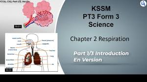 Chapter 3 biodiversity 1.organisms are living things such as humans, tigers, banana plants, ants,mosses and starfish. Pt3 Kssm Science Form 3 Chapter 2 Respiration Part 1 3 En Youtube
