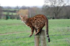 A wide variety of bengal cats pets options are available to you, such as plastic, rubber, and silicone. Should I Let My Bengal Cat Go Outside Bengal Cat World