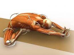 To learn more about what is going on in your body while in headstand pose, check out the headstand videos in the yoga anatomy section. Poses 36 52 Janu Sirsasana Yepindeed