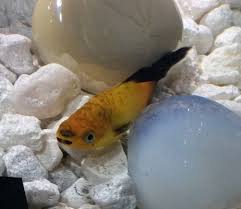 Is This Normal Platy Behavior? | Platy Forum