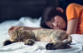 Our privacy policy has been updated, if you agree to our policy, please continue to our site. Common Questions About Elderly Cat Behavior Lovetoknow
