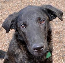 Adopt Hosmer On Petfinder Dog Adoption Pets Pet Adoption