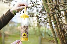 Safe Summer Bird Feeding: Q&A With David Bonter