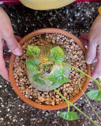 Image result for Oxyanthus goetzei