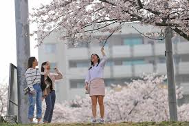 Consumed by sadness over the fate of his students, masaaki devotes the next 30 years of his life to develop a new species of cherry blossoms that could thrive in any climate in remembrance of his students. South Korea 2020 Cherry Blossoms Are Expected To Bloom 3 To 9 Days Earlier Hab Korea Net