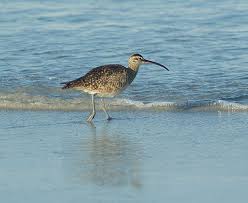 Black Water Bird With White Stripe On Head Shore Bird Shorebirds Bird California