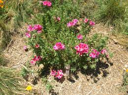 Clarkia A Native Flower With A History The Granada Native Garden Newsletter