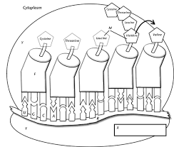 Dna coloring activity the molecule of heredity worksheet answers. Https Mi01000971 Schoolwires Net Cms Lib05 Mi01000971 Centricity Domain 2027 Dna 20coloring Transc 20and 20transl Pdf